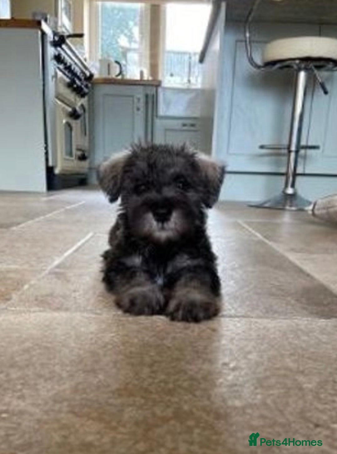Miniature Schnauzer dogs for sale: KC reg & dna tested miniature schnauzer pups  - Image 3