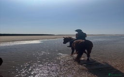 English Thoroughbred horses for sale: Five winds bunny b  - Image 7