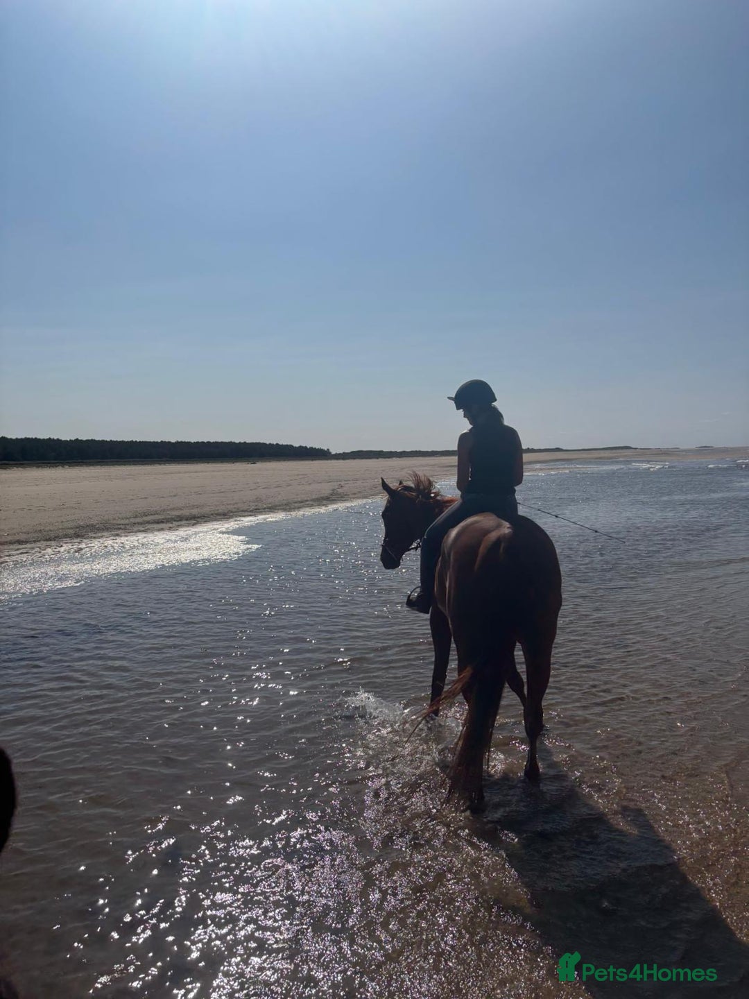 English Thoroughbred horses for sale: Five winds bunny b  - Image 7
