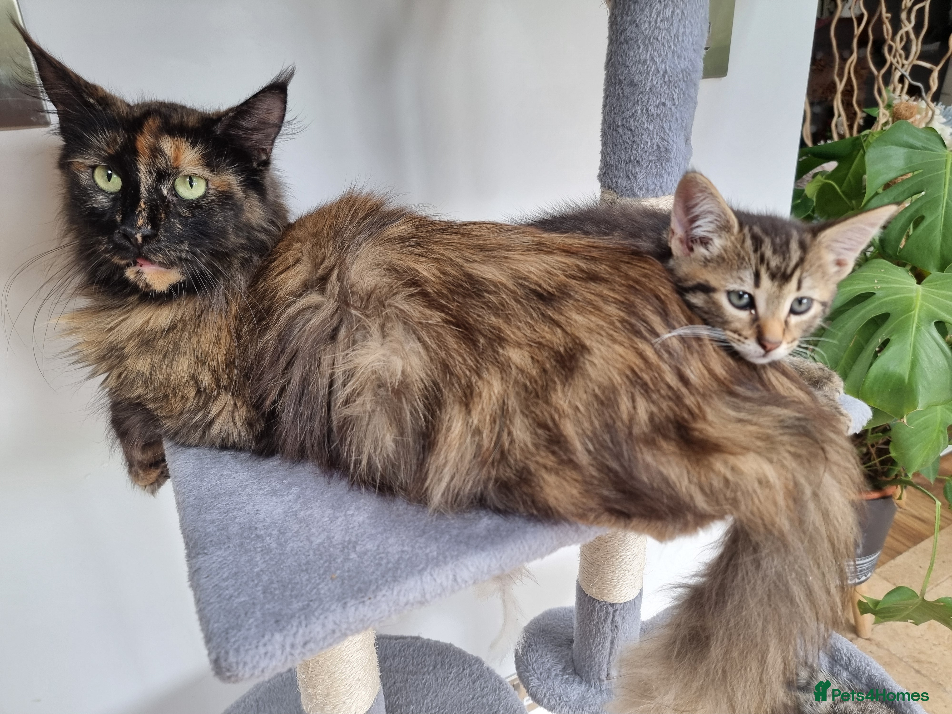 Maine Coon cats Main coon kittens  - Advert 2