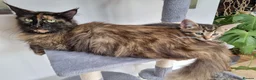 Maine Coon cats for sale: Main coon kittens  in Bristol - Advert 1