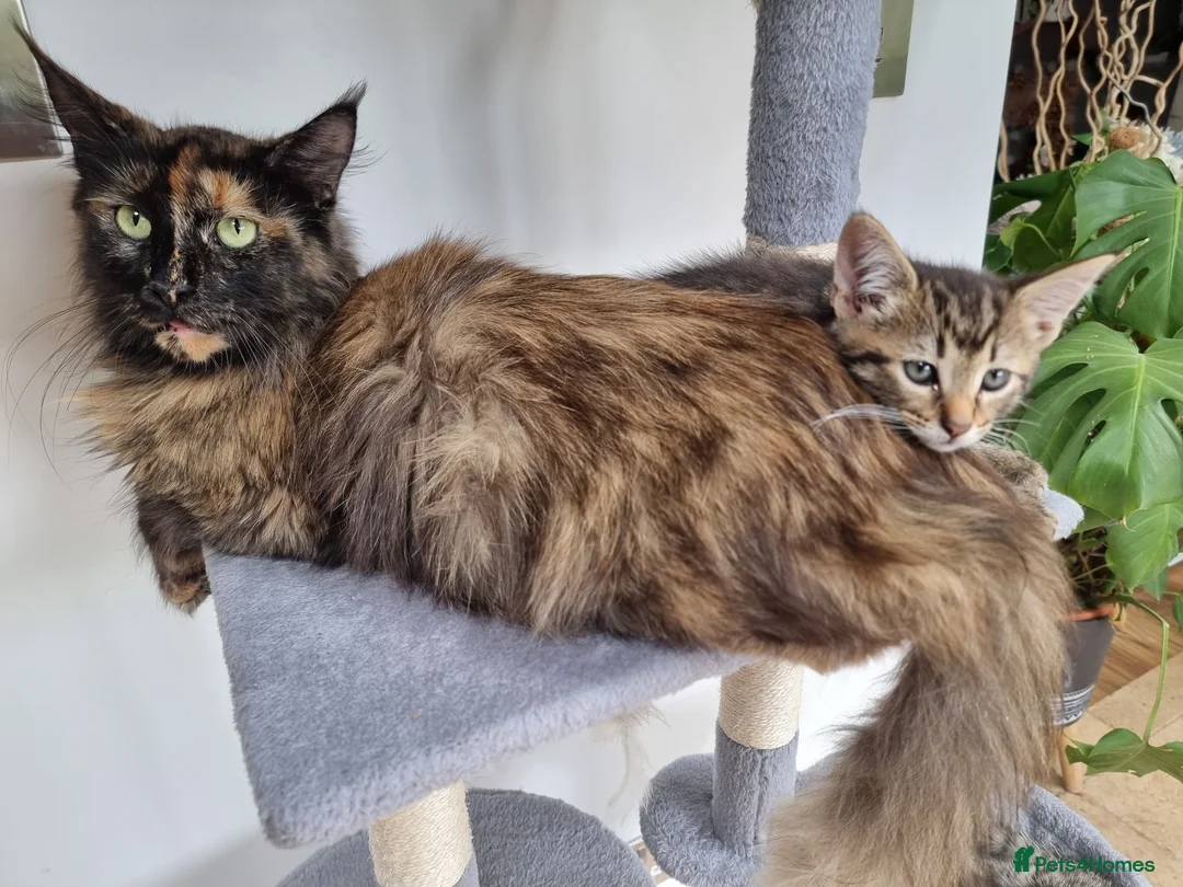 Maine Coon cats for sale: Main coon kittens  in Bristol - Advert 1