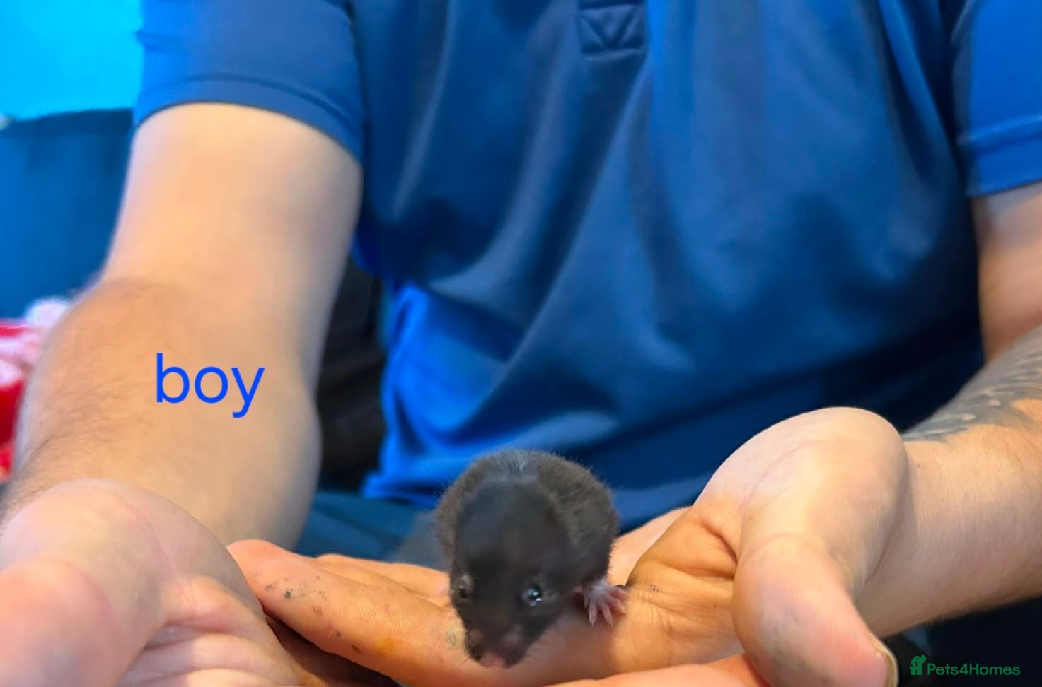 Hamster rodents Baby syrians - Advert 1