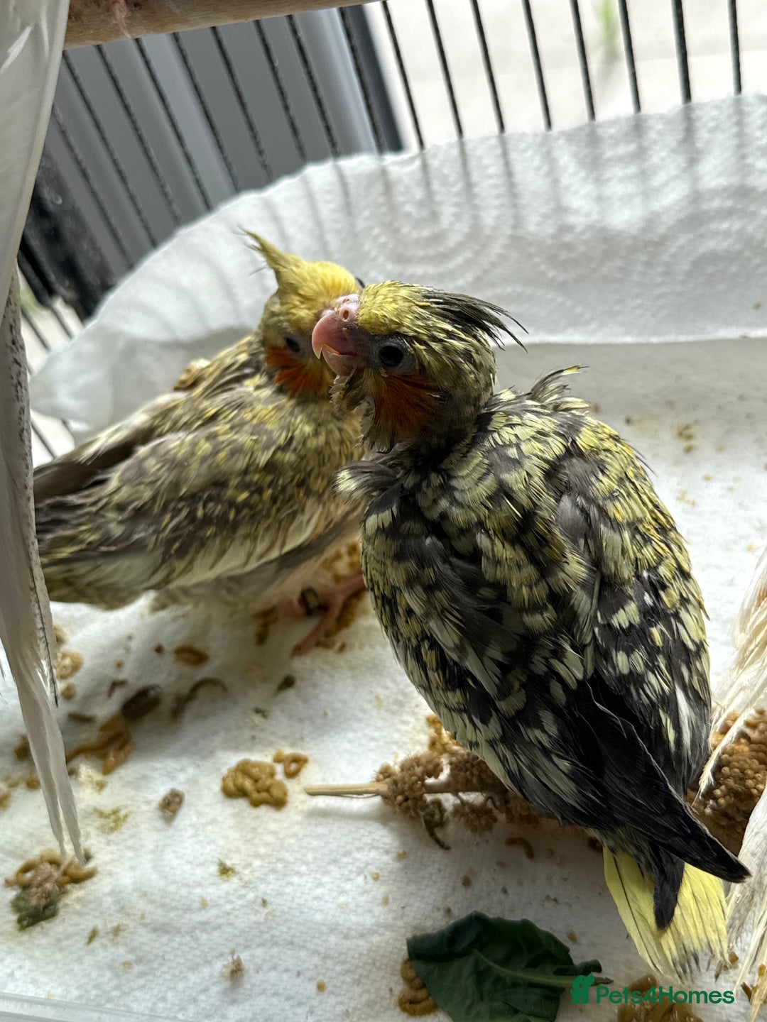 Cockatiels birds for sale: Beautiful DNA tested hand reared cockatiels  in Wigan - Image 5