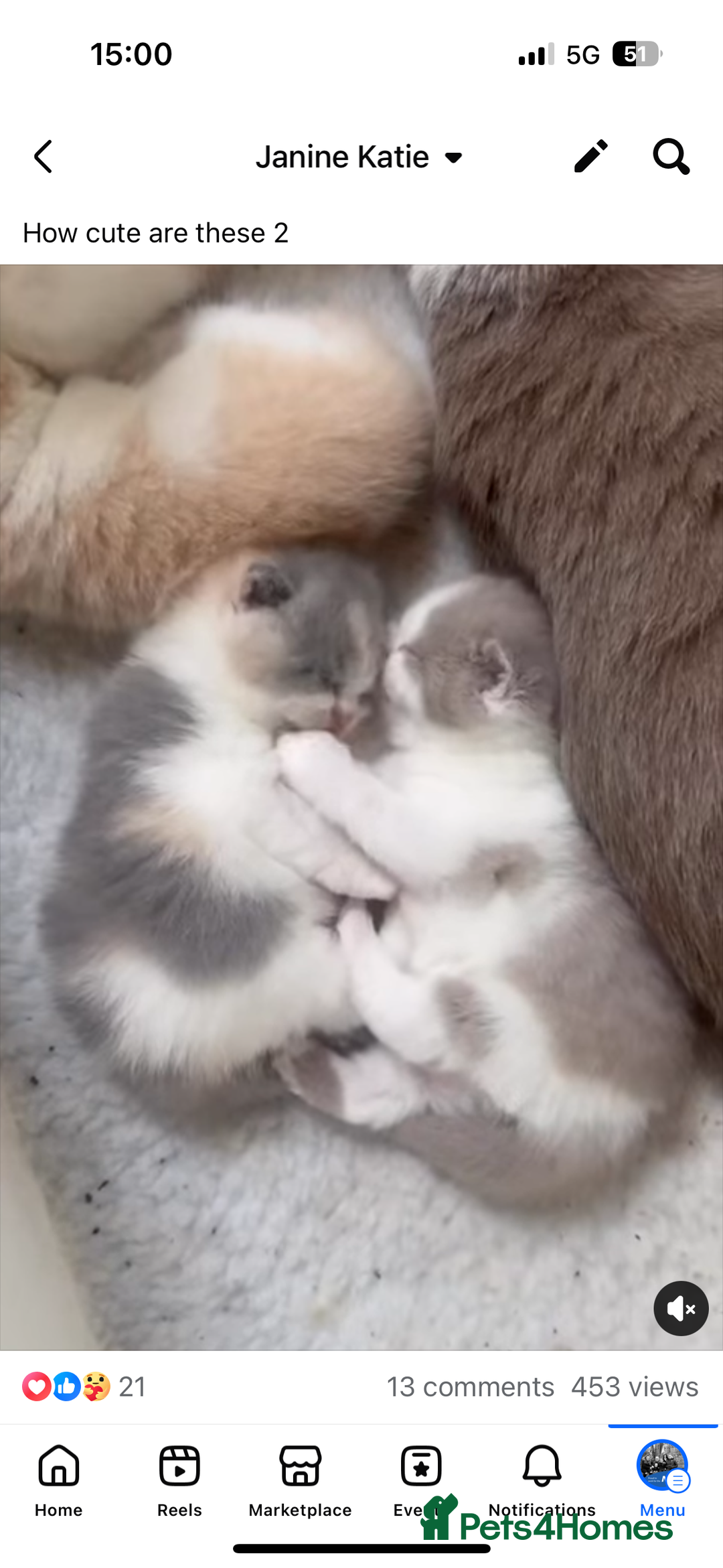 British Shorthair cats for sale: 1 left Ready NOW GCCF BSH kittens  - Advert 2