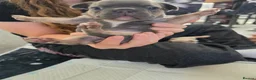 French Bulldog dogs for sale: French bulldog - Advert 3