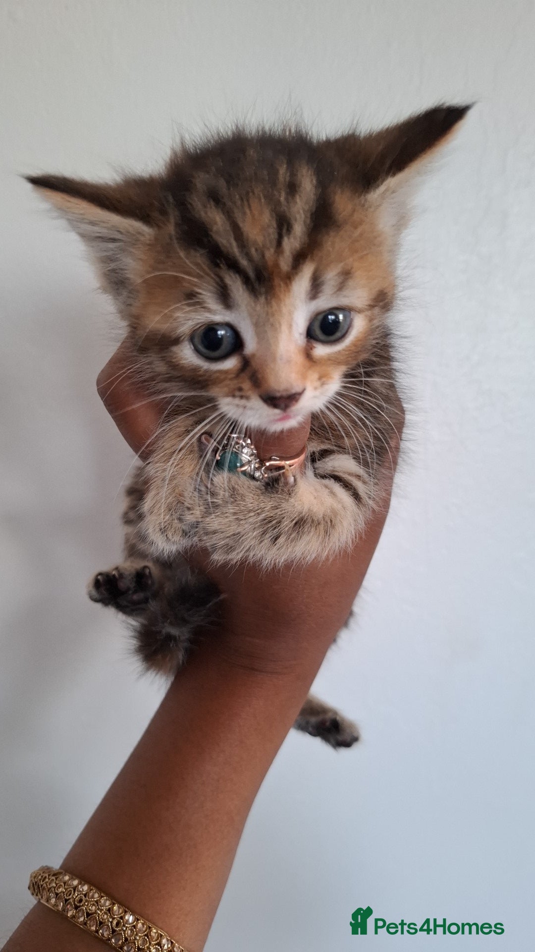Ragdoll cats for sale: Ragdol 7 kittens available  - Image 8