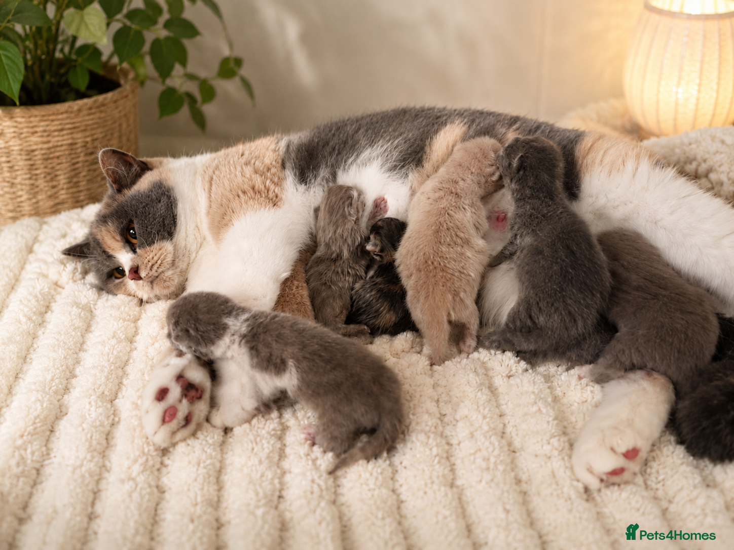 British Shorthair cats CHAMPION BRITISH SHORTHAIR KITTENS 😸  - Advert 4