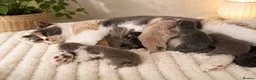 British Shorthair cats for sale: CHAMPION BRITISH SHORTHAIR KITTENS 😸  - Advert 1