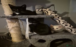 Mixed Breed cats for sale: X2 black and white 10 week old female kittens  - Image 5
