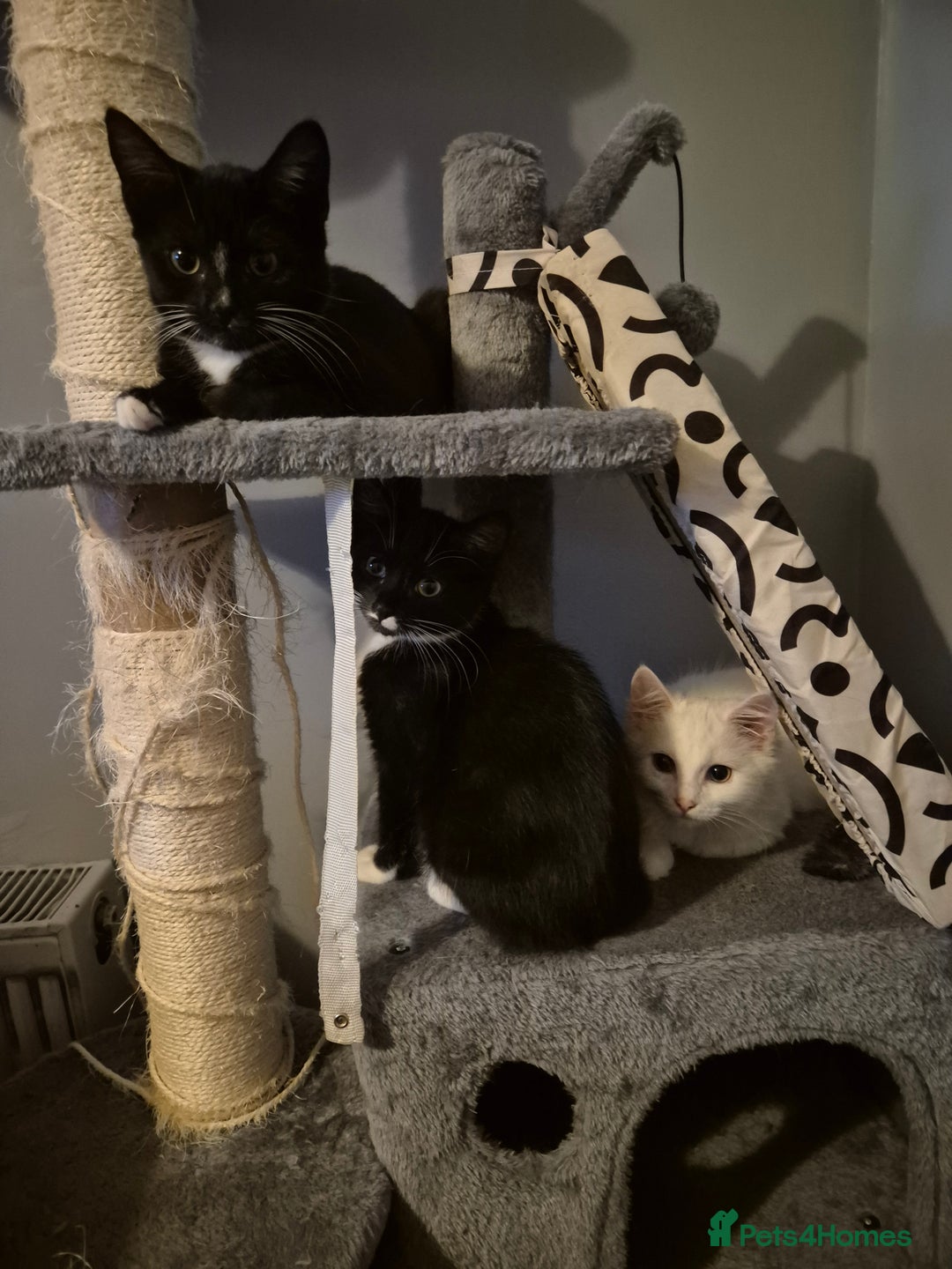 Mixed Breed cats for sale: X2 black and white 10 week old female kittens  - Image 5