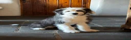 Old English Sheepdog dogs for sale: KC Registered Old english Sheepdog - Advert 3