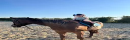 Irish Thoroughbred horses for sale: Ridding club hack, allrounder in Gillingham - Advert 6