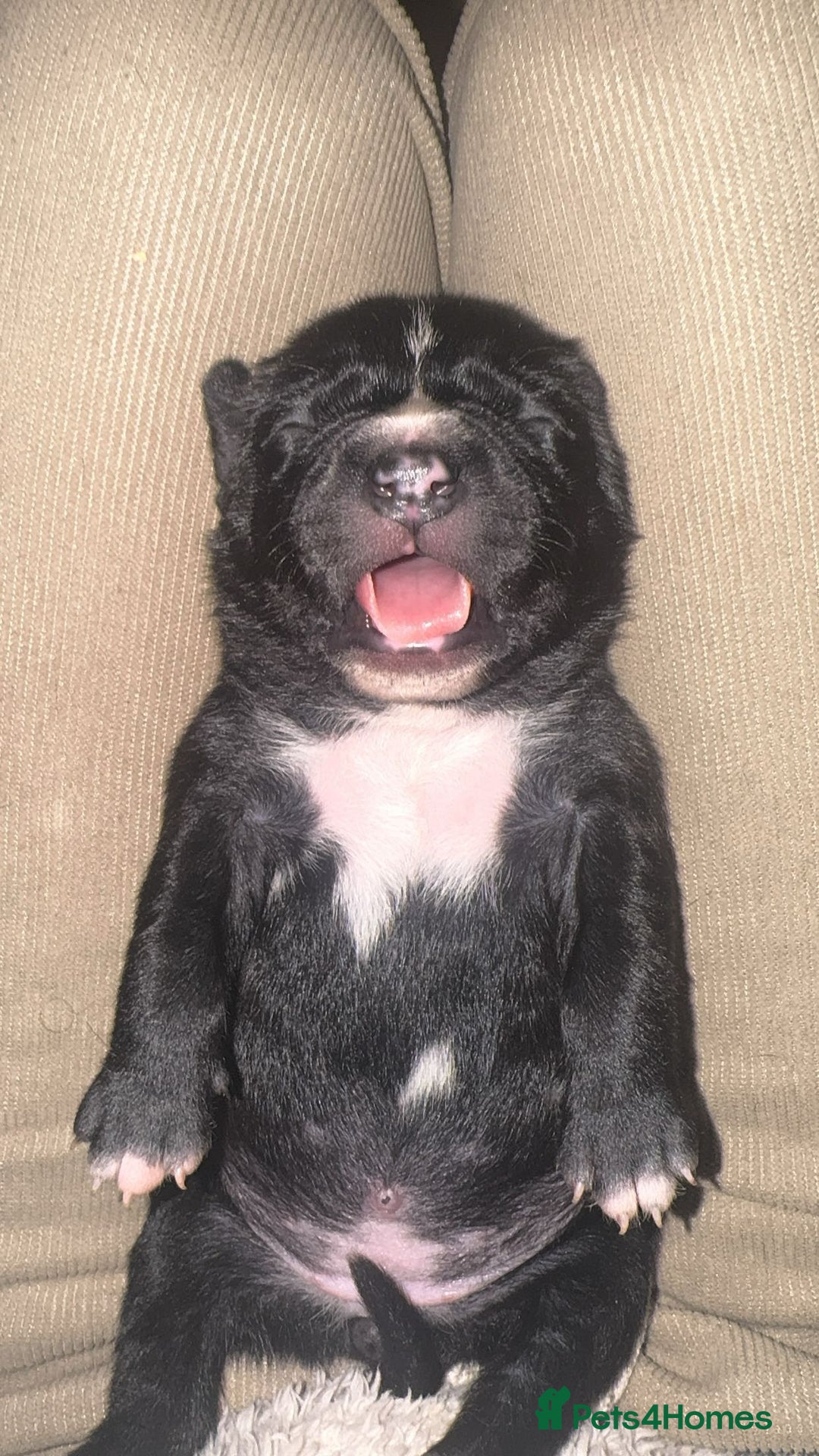 Staffordshire Bull Terrier dogs for sale: Gorgeous staffy puppies  - Advert 18