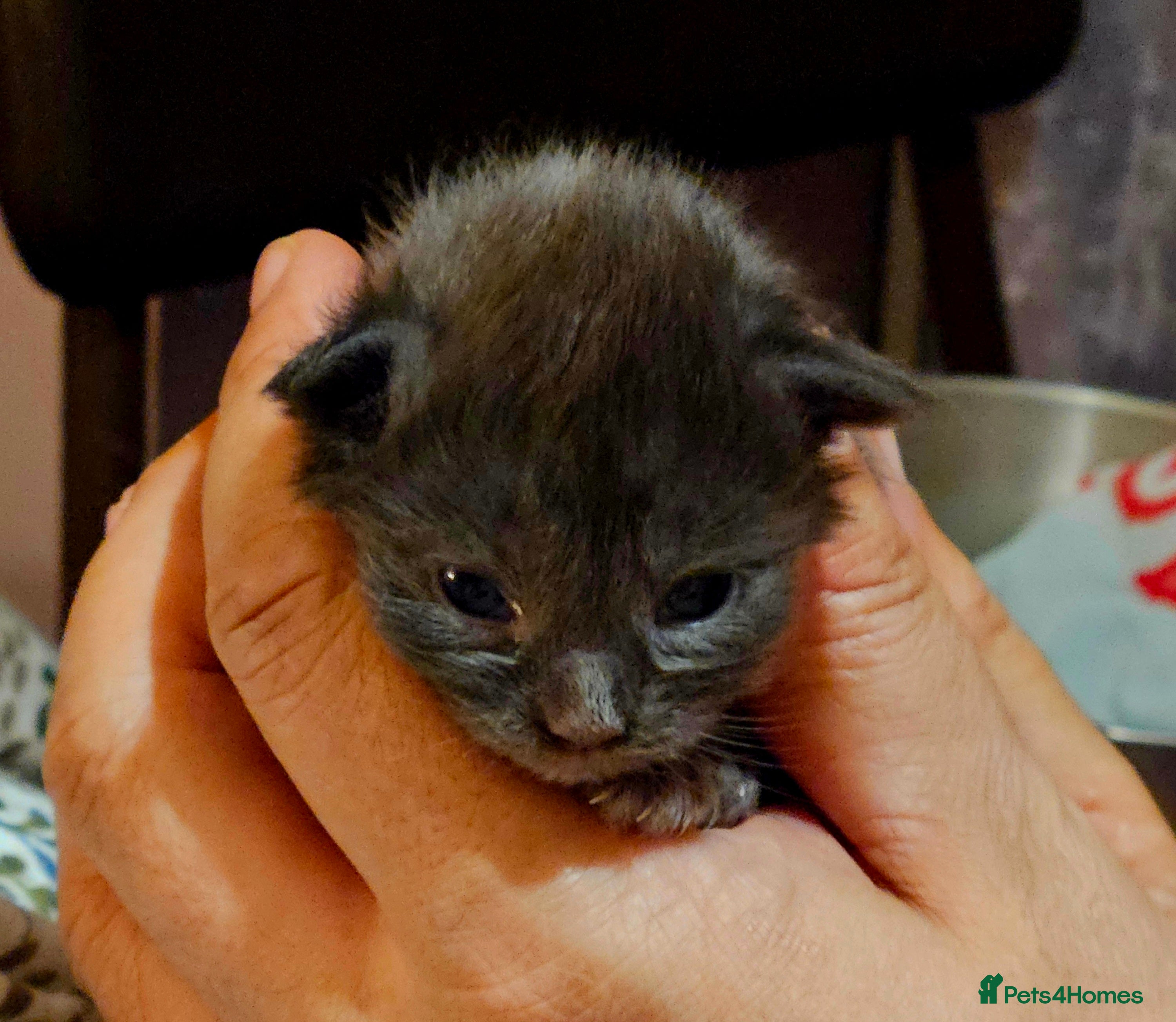 Maine Coon cats GCCF Maine coon litter  - Advert 4