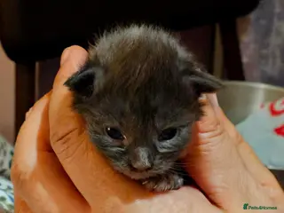 Maine Coon cats GCCF Maine coon litter - Advert 4