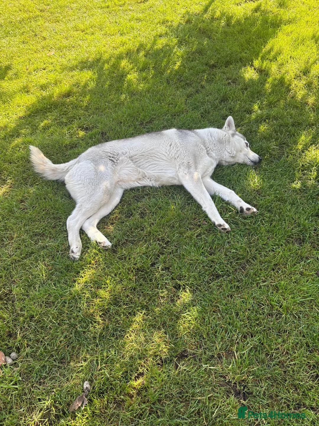 Siberian Husky dogs for sale: Florand  in Bexleyheath - Advert 1