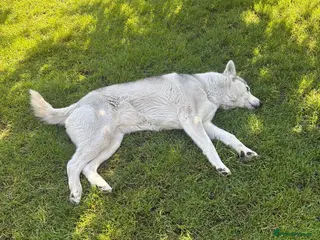 Siberian Husky dogs Florand - Advert 5