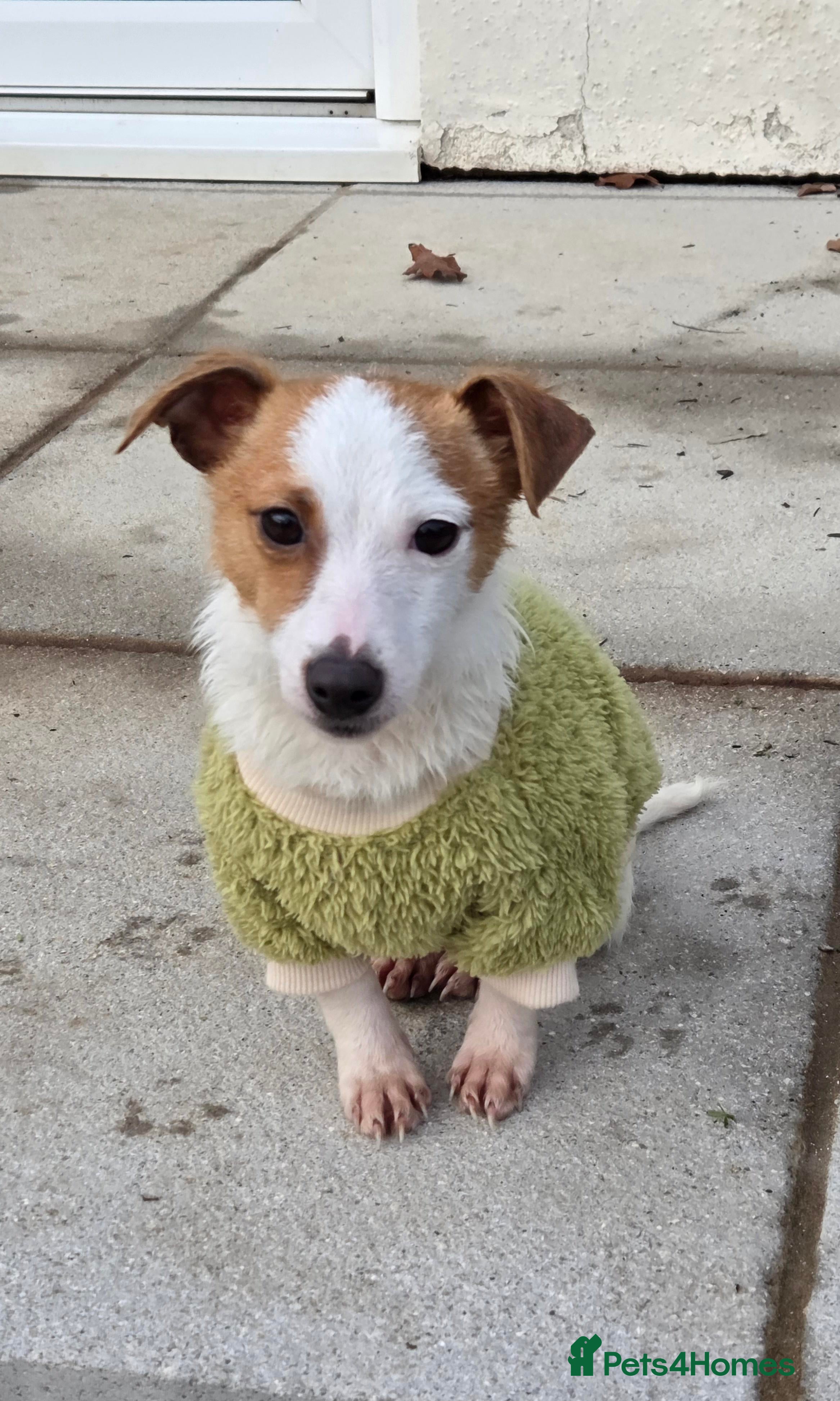 Jack Russell dogs Woody – Gentle, Snuggly Terrier Puppy  - Advert 4