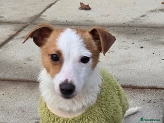 Jack Russell dogs Woody – Gentle, Snuggly Terrier Puppy - Advert 4