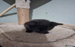 Mixed Breed cats for sale: Mixed kittens ready for their new home - Image 4