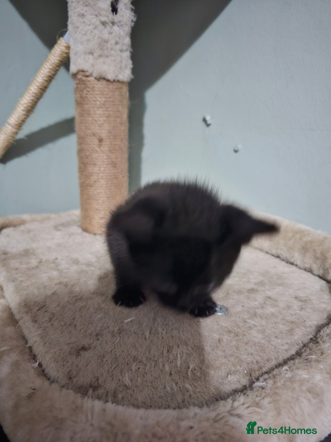 Mixed Breed cats for sale: Mixed kittens ready for their new home - Image 4