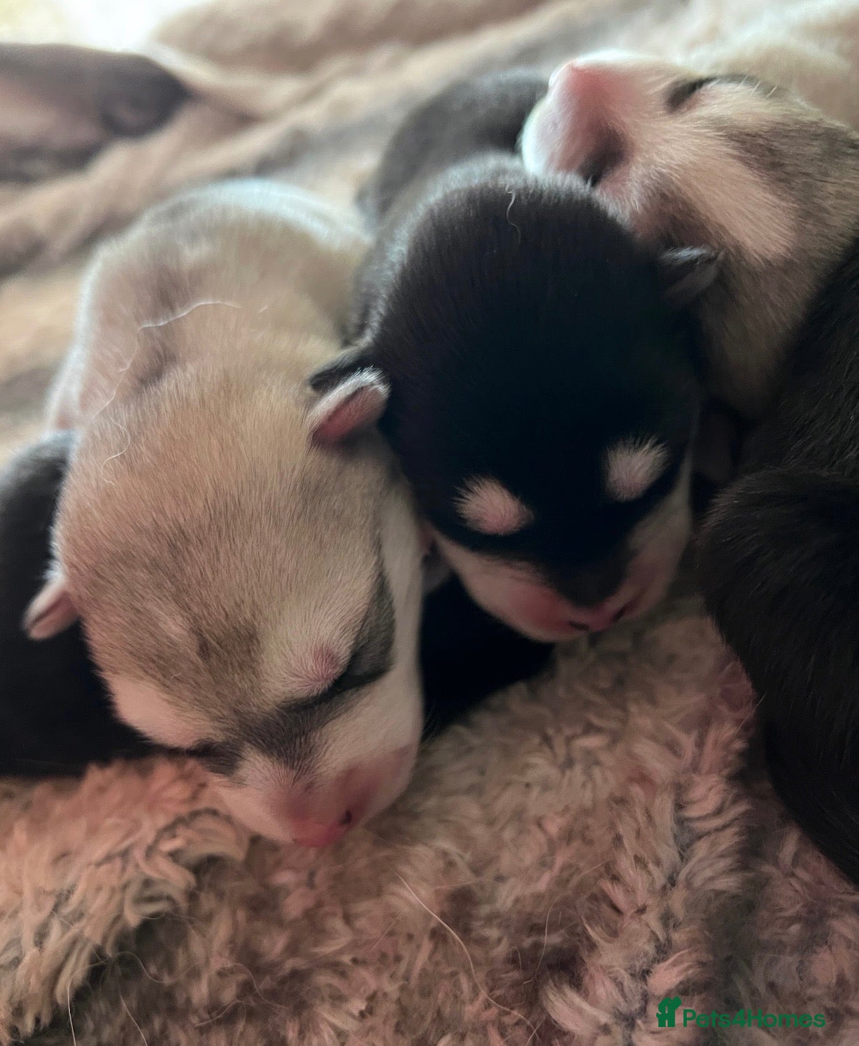 Alaskan Malamute dogs for sale: Beautiful Alaskan Malamutes Puppies For Sale - Advert 2