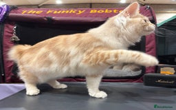 Kurilian Bobtail cats for sale: Cute purebreed Kurilian bobtail kitten available  - Image 4