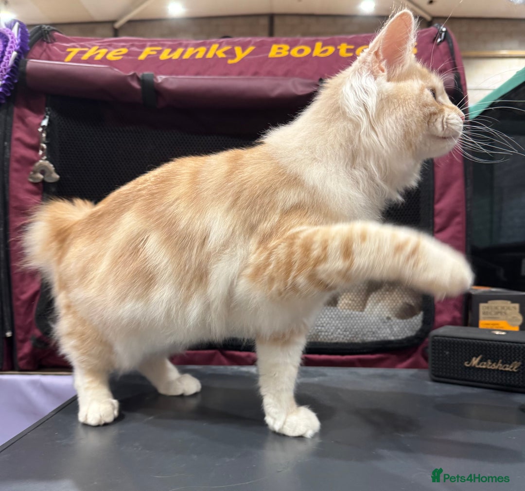 Kurilian Bobtail cats for sale: Cute purebreed Kurilian bobtail kitten available  - Image 4