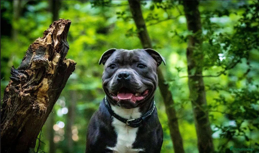 Staffordshire Bull Terrier dogs for stud: Grand Champion Sired - Multi Champion Bloodlines S in Basingstoke - Advert 2