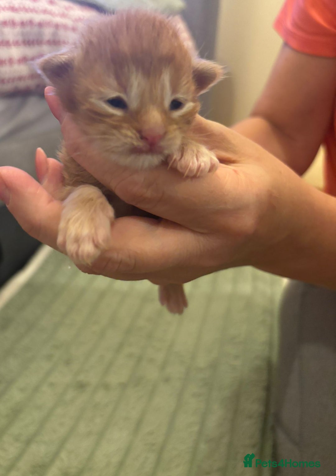 Maine Coon cats for sale: ARIODREAMMAINECOON  - Image 5