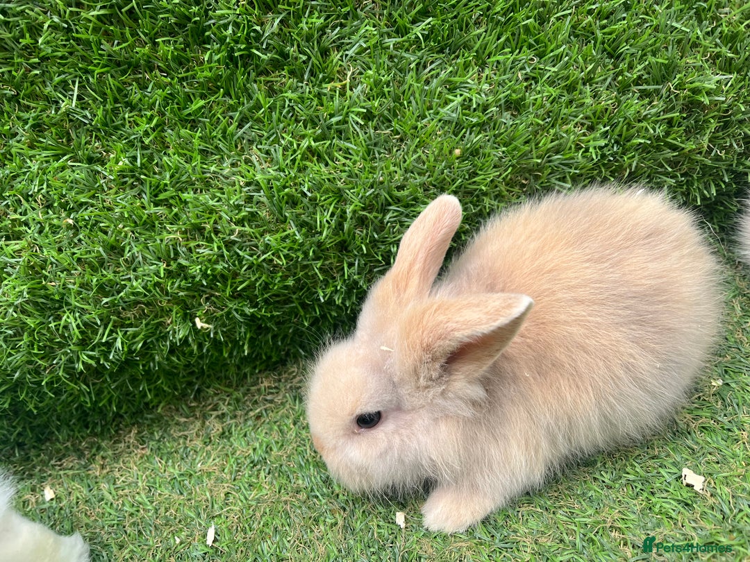 Lionhead rabbits for sale: Lionhead bunnies  - Image 14
