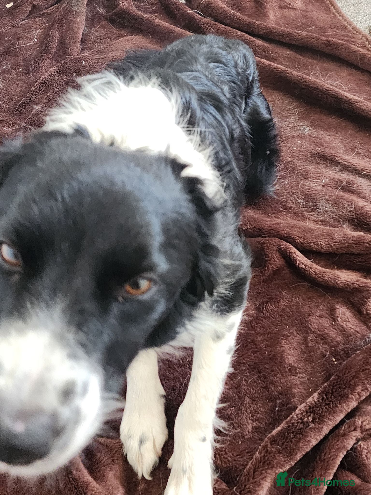 Border Collie dogs Mercedes - Advert 7