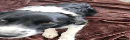 Border Collie dogs for sale: Mercedes in Telford - Advert 1