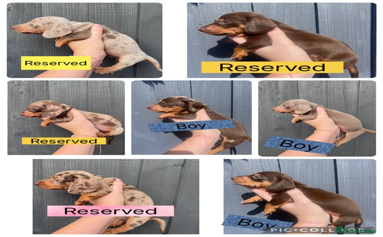 Dachshund dogs - Advert 7