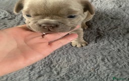 French Bulldog dogs for sale: 5 French bull dogs puppies  - Image 19