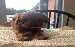 Cockapoo dogs for sale: One boy - Image 4