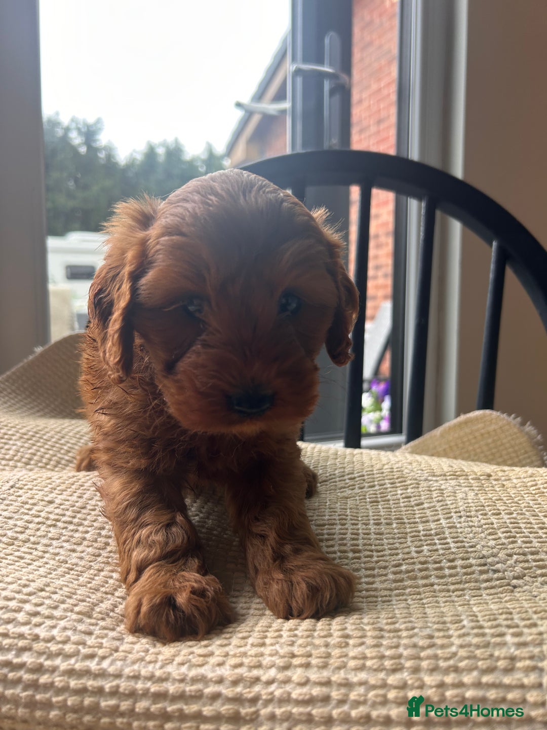 Cockapoo dogs for sale: One boy - Image 4
