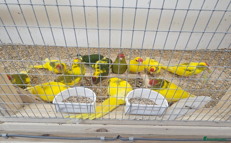 Parakeets birds - Advert 2