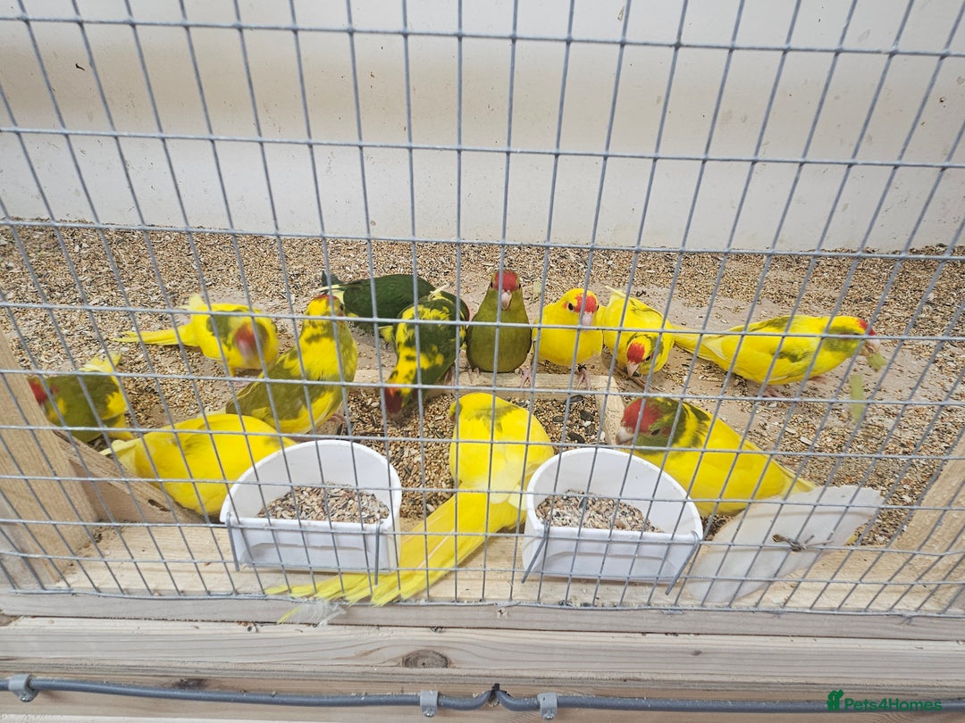 Parakeets birds for sale: Young parent reared kakarikis - Image 1