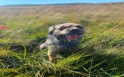 Border Terrier dogs for stud: Benji, boarder terrier stud dog  - Image 8