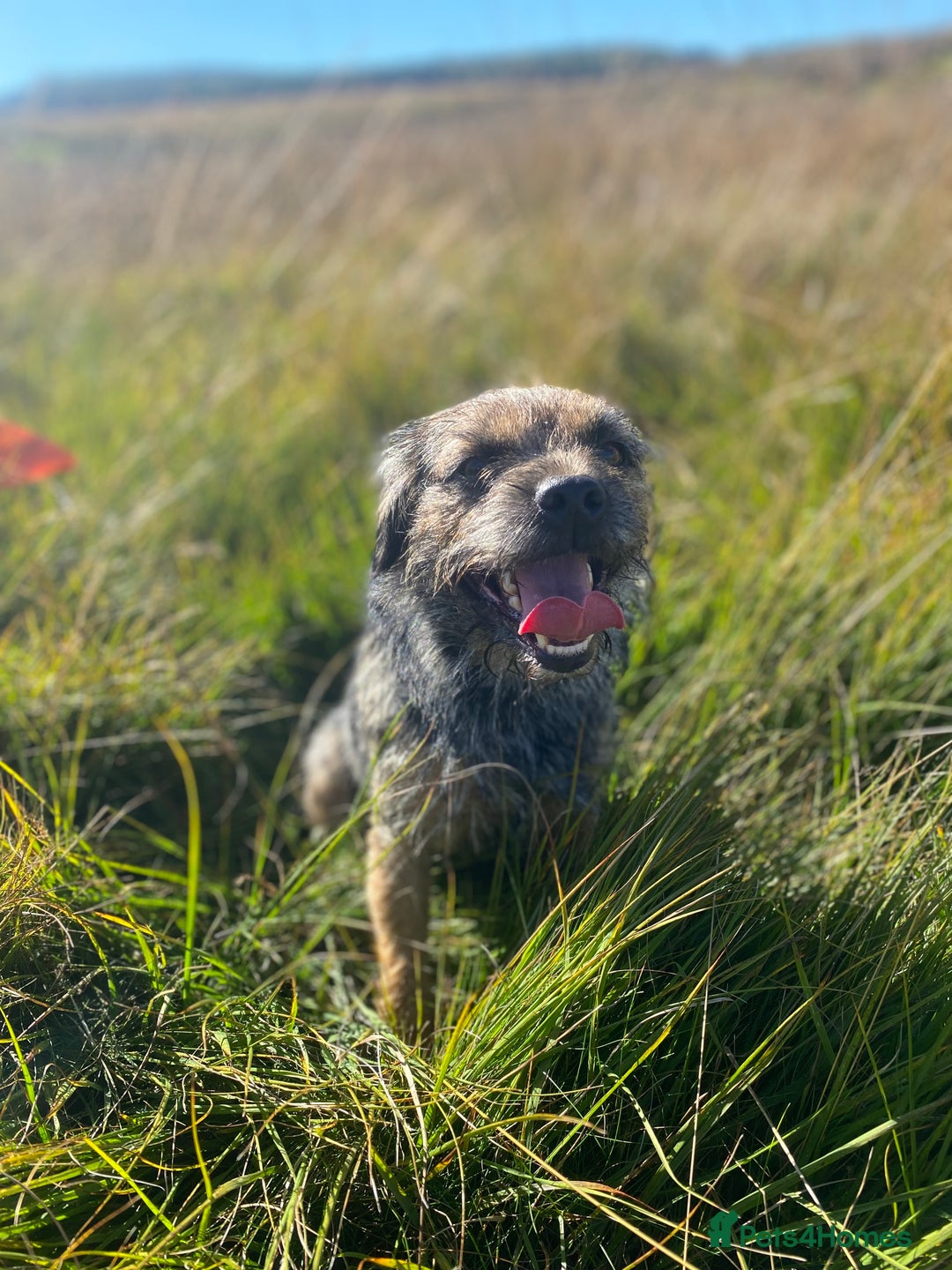 Border Terrier dogs for stud: Benji, boarder terrier stud dog  - Image 8