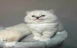 Ragdoll cats for sale: Registered Ragdolls kittens for sale - Image 2
