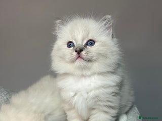 Ragdoll cats - Advert 3