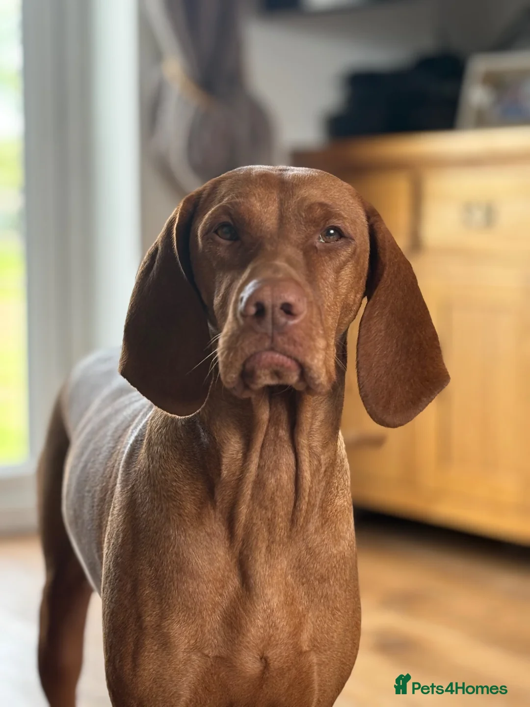 Hungarian Vizsla dogs for sale: 🌟Stunning, strong health tested KC pups 🌟  - Advert 2