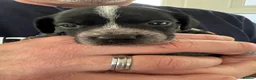 Mixed Breed dogs for sale: 3 gorgeous loving male puppies  - Advert 2