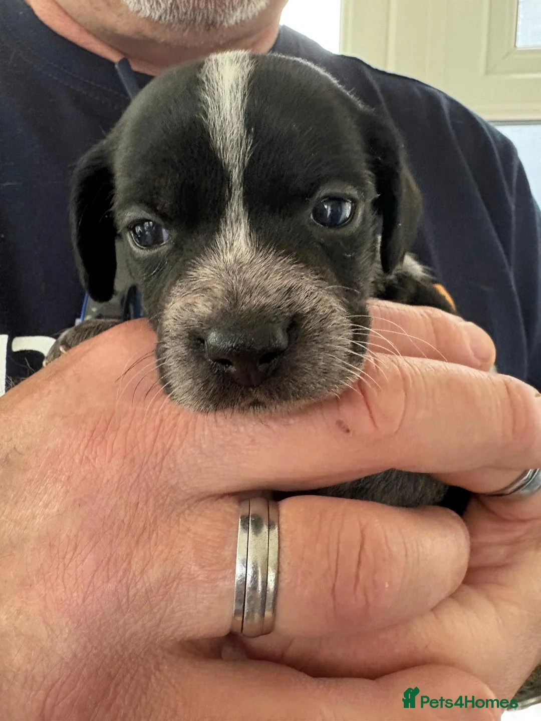 Mixed Breed dogs for sale: 3 gorgeous loving male puppies  - Advert 2