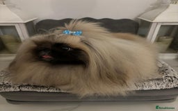Pekingese dogs for sale: Kc Pekingese’s puppies  - Image 5