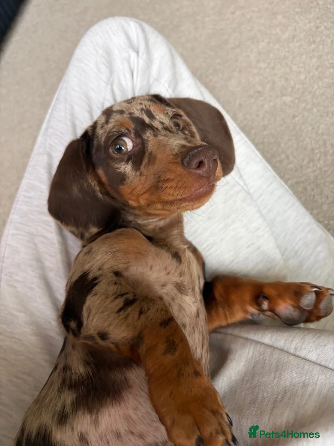 Dachshund dogs for sale: Last female dachshund available  - Advert 2