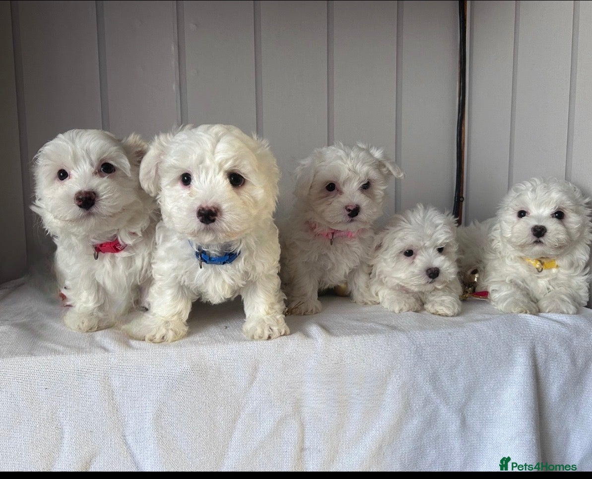 Maltese dogs Adorable Maltese Puppies for Sale  - Advert 2
